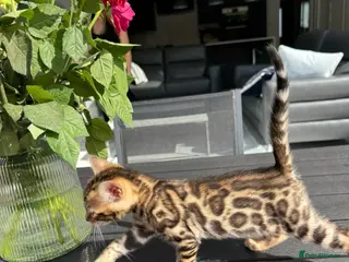 Bengal cats 2 LEFT: TIKA 5th Pedigree bengal kittens - Advert 6