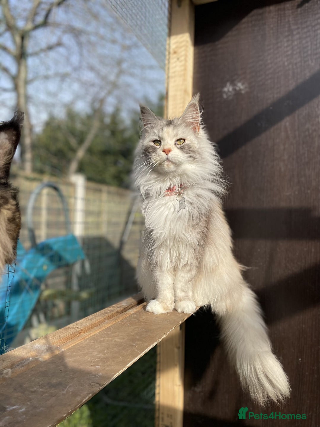 Maine Coon cats for sale: Maine coon kittens  - Image 13