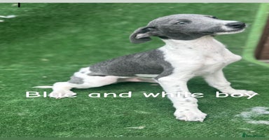 Whippet dogs - Advert 13
