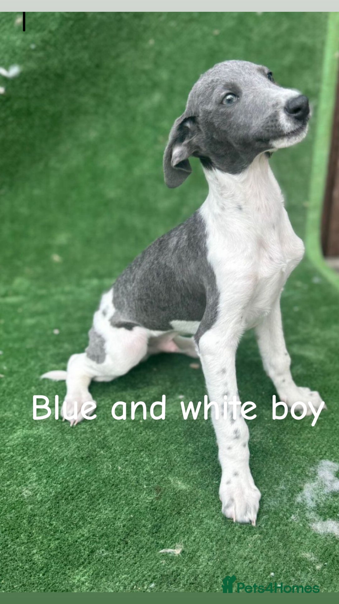 Whippet dogs for sale: Top quality whippet puppies - Image 3