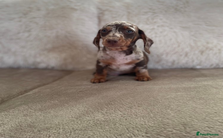 Miniature Dachshund dogs - Advert 12