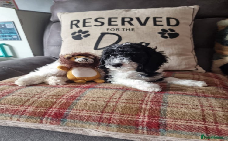 Mixed Breed dogs - Advert 2