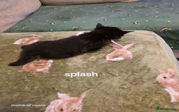 Maine Coon cats for sale: Maine coon kittens - Image 16