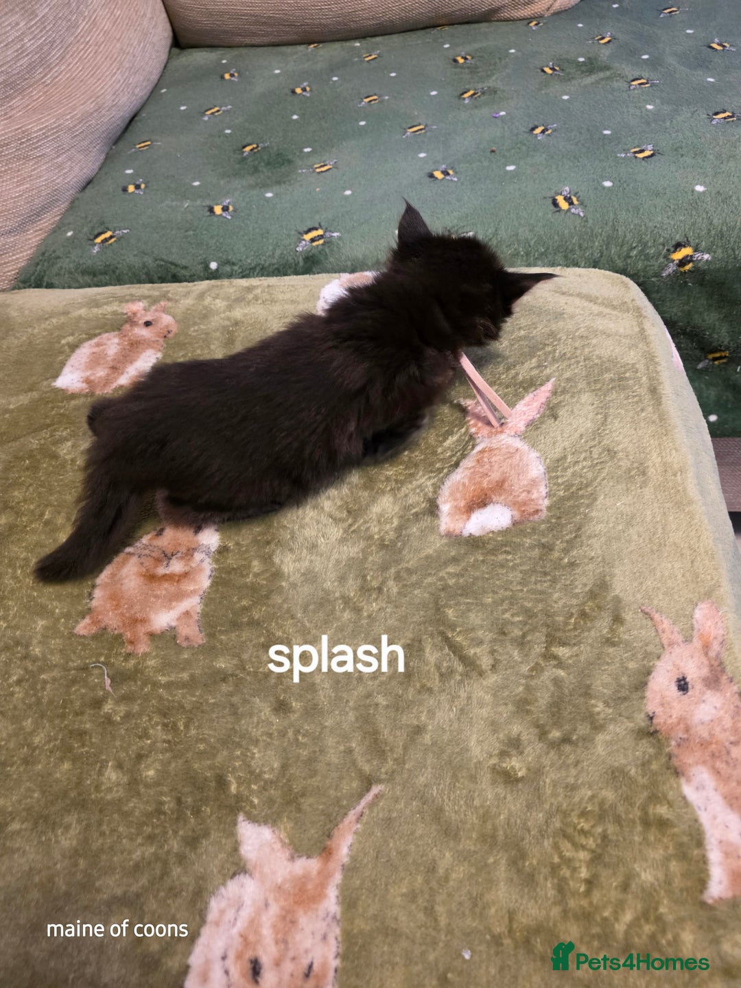 Maine Coon cats for sale: Maine coon kittens - Image 16