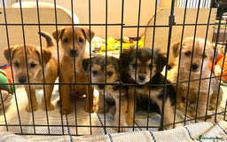 Jack Russell dogs for sale: Jack Russell Puppies  - Image 1