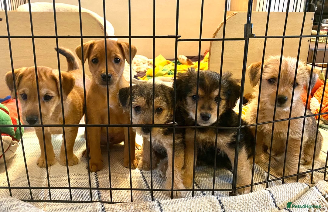 Jack Russell dogs for sale: Jack Russell Puppies  - Image 1