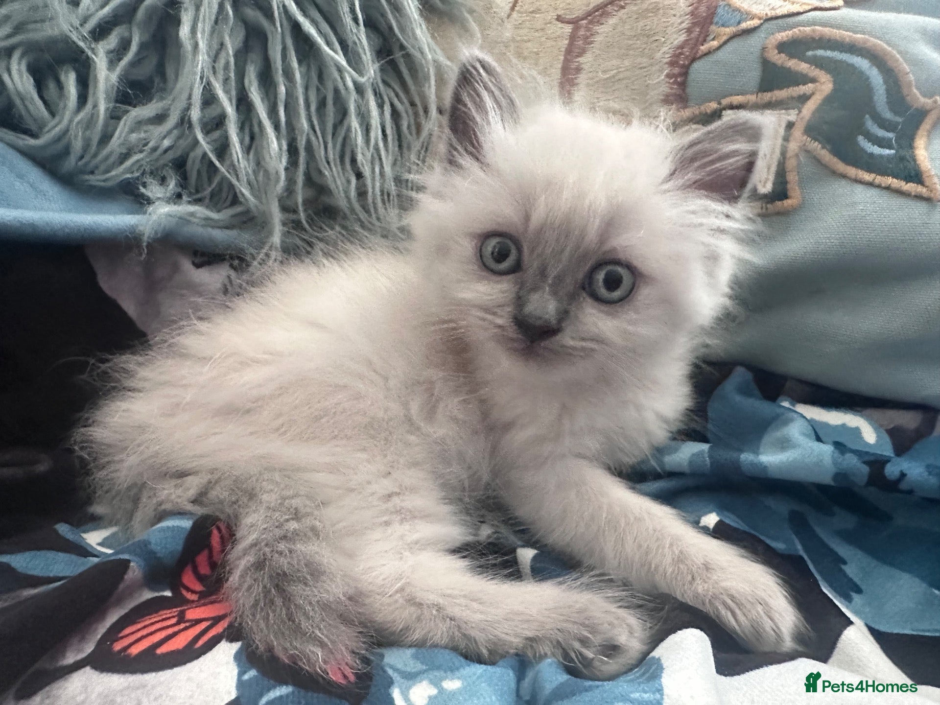 Ragdoll cats Pure Ragdoll kittens adorable and very fluffy  - Advert 2