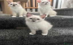 Ragdoll cats for sale: GCCF Ragdoll kittens ready now - Image 10