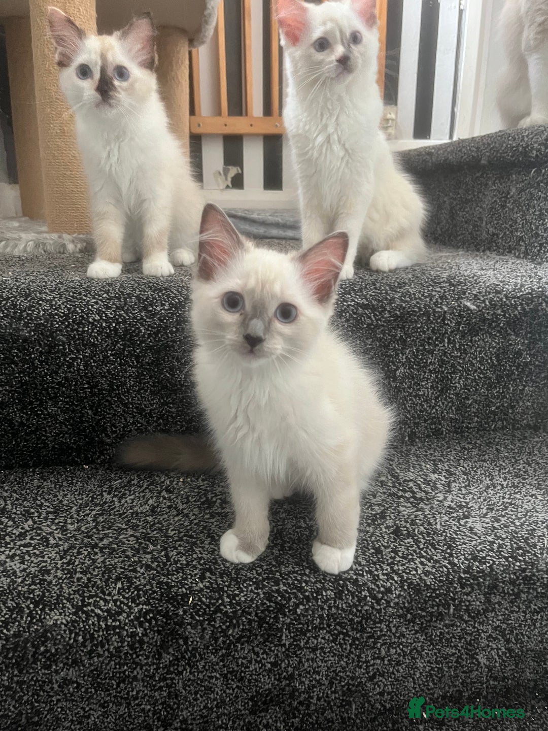 Ragdoll cats for sale: GCCF Ragdoll kittens ready now - Image 10