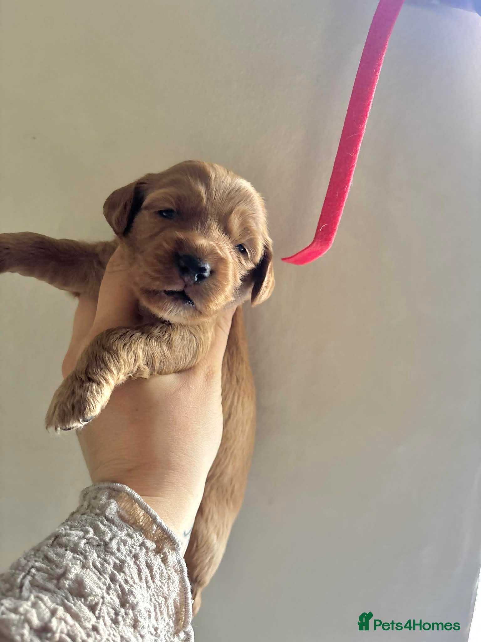 Cockapoo dogs for sale: Cockapoo - Advert 21