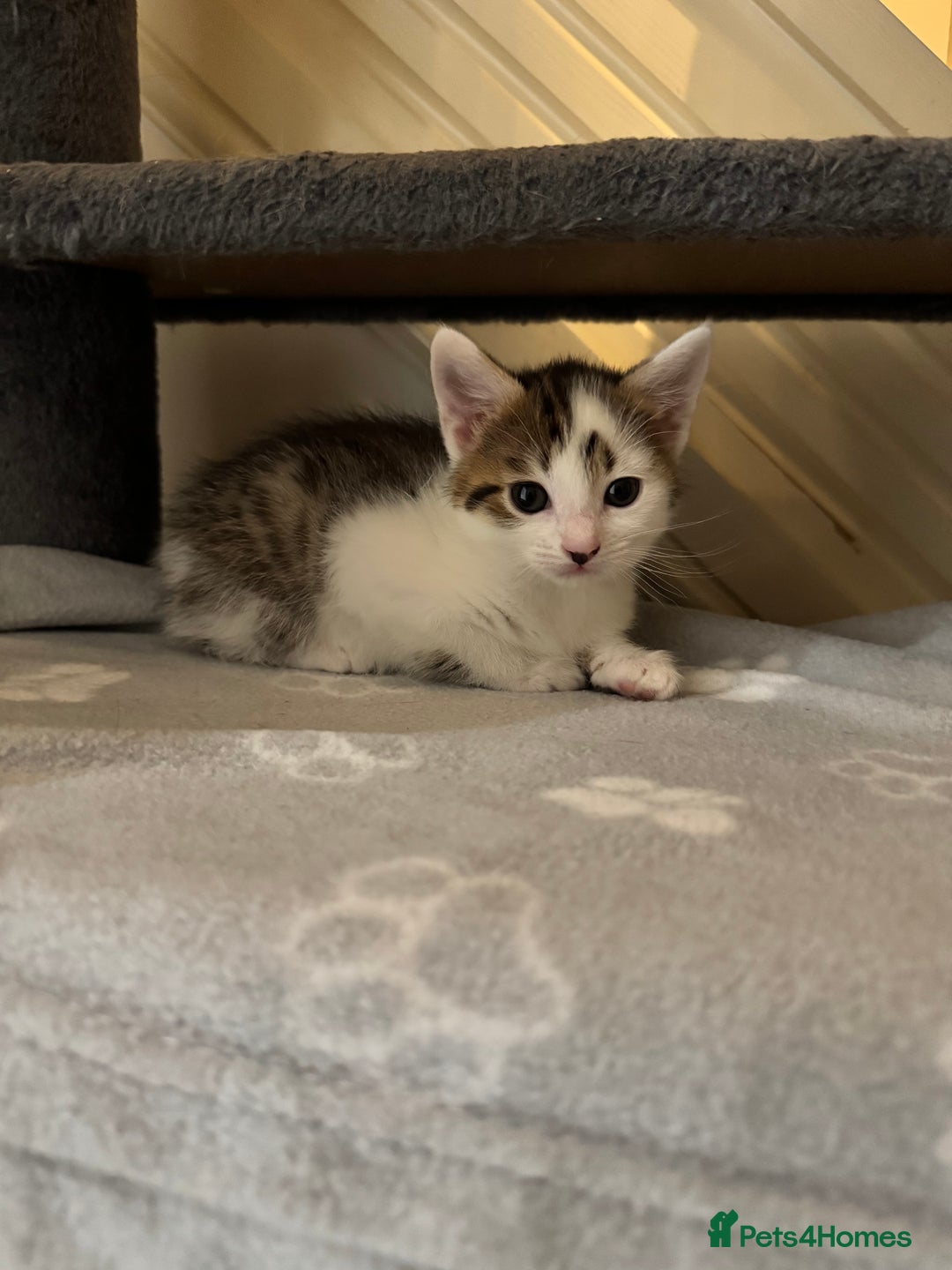 Mixed Breed cats for sale: 3 Beautiful Kittens for New Homes - Advert 12