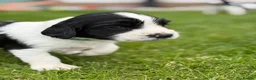 English Springer Spaniel dogs for sale: KC Registered English Springer Spaniel puppies - Advert 14