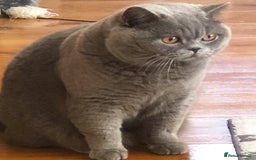 British Shorthair cats for sale: 💙GCCF MALE BSH KITTENS OUTSTANDING CHAMPION LINES - Image 18