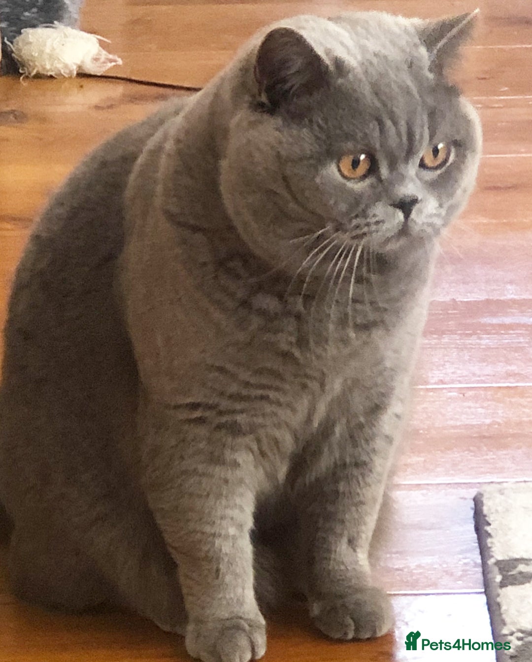 British Shorthair cats for sale: 💙GCCF MALE BSH KITTENS OUTSTANDING CHAMPION LINES - Image 18