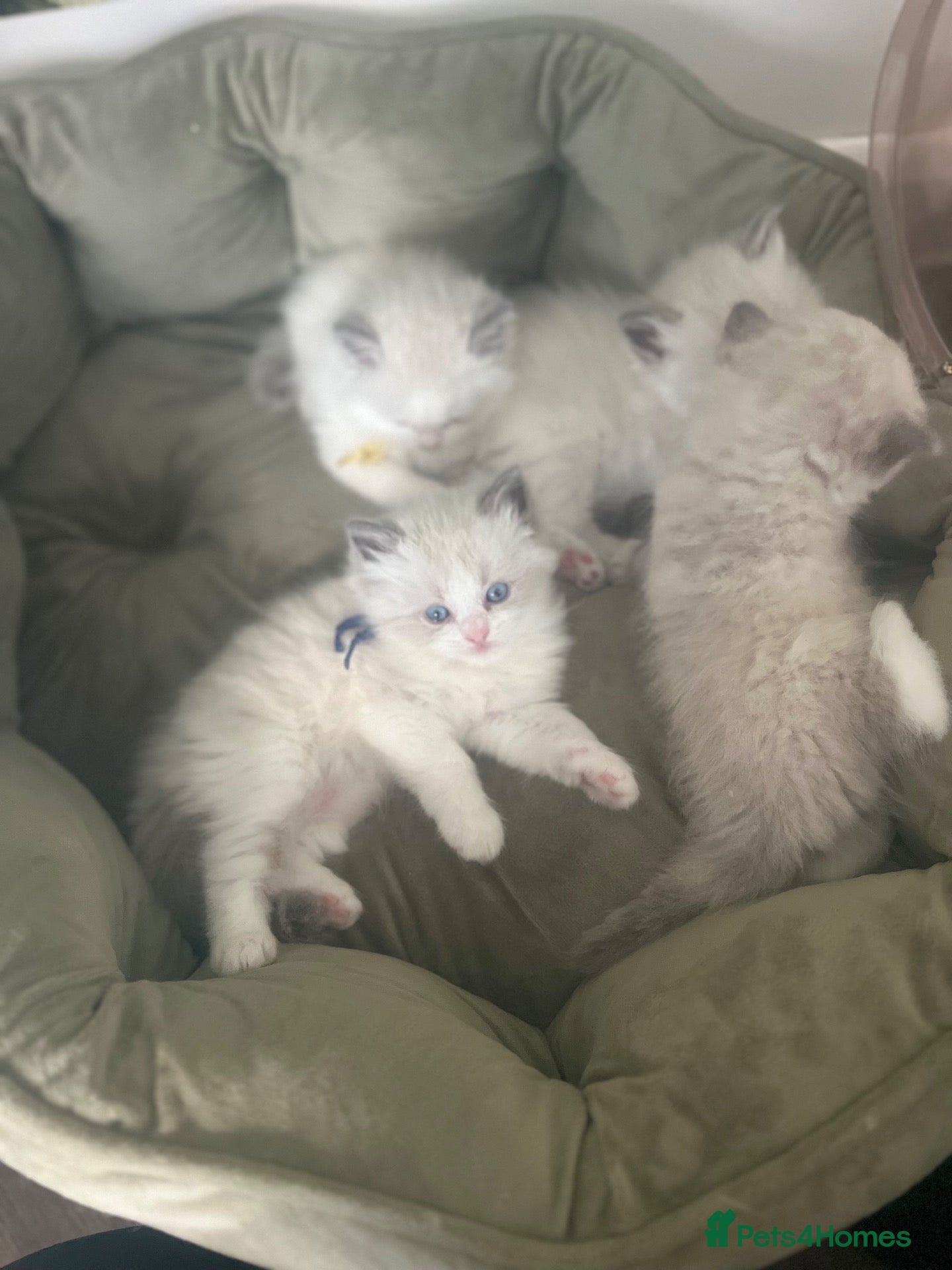 Ragdoll cats Champion Lines TICA Registered Ragdoll Kittens - Advert 2