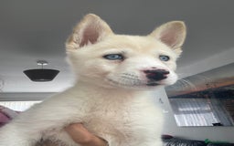 Siberian Husky dogs for sale: Puppy for sale bradford - Image 2