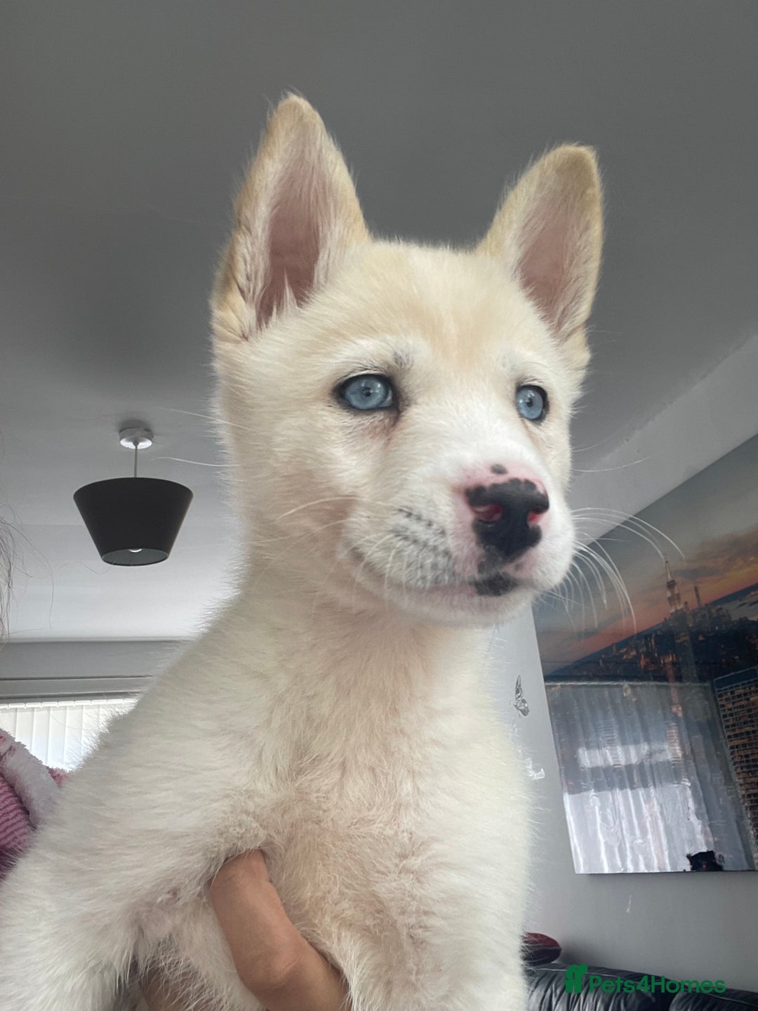 Siberian Husky dogs for sale: Puppy for sale bradford - Image 2