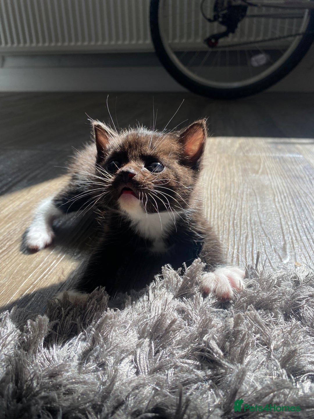 Bengal cats for sale: Mixed Stunning Bengals  - Image 23
