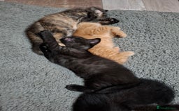 Mixed Breed cats for sale: 2 Cute Male BSH X Kittens - Image 5