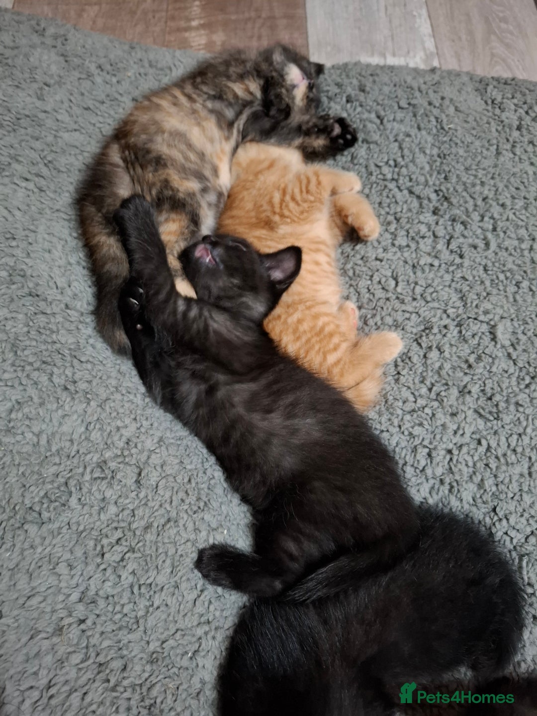 Mixed Breed cats for sale: 2 Cute Male BSH X Kittens - Image 5