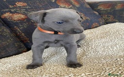 Whippet dogs for sale: KC Reg Blue whippet puppies - Image 6