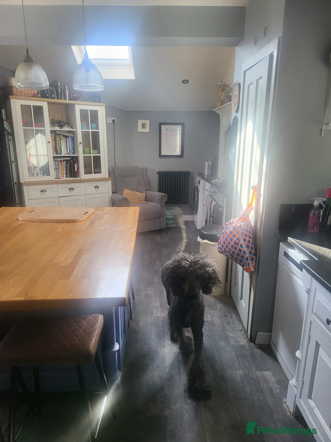 Poodle dogs for stud: Standard poodle  - Advert 3