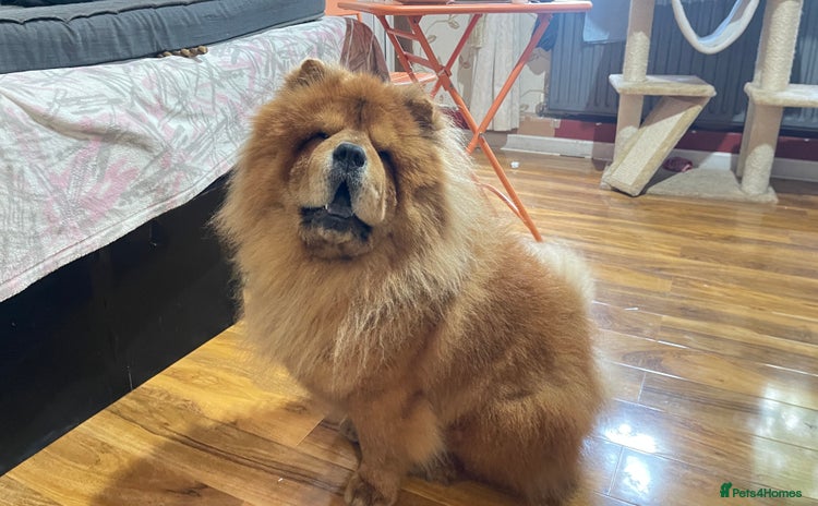 Chow Chow dogs - Advert 1