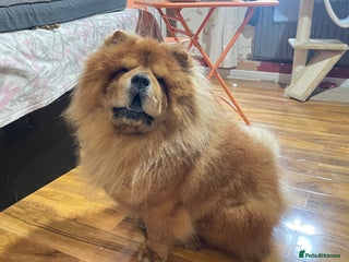 Chow Chow dogs - Advert 9