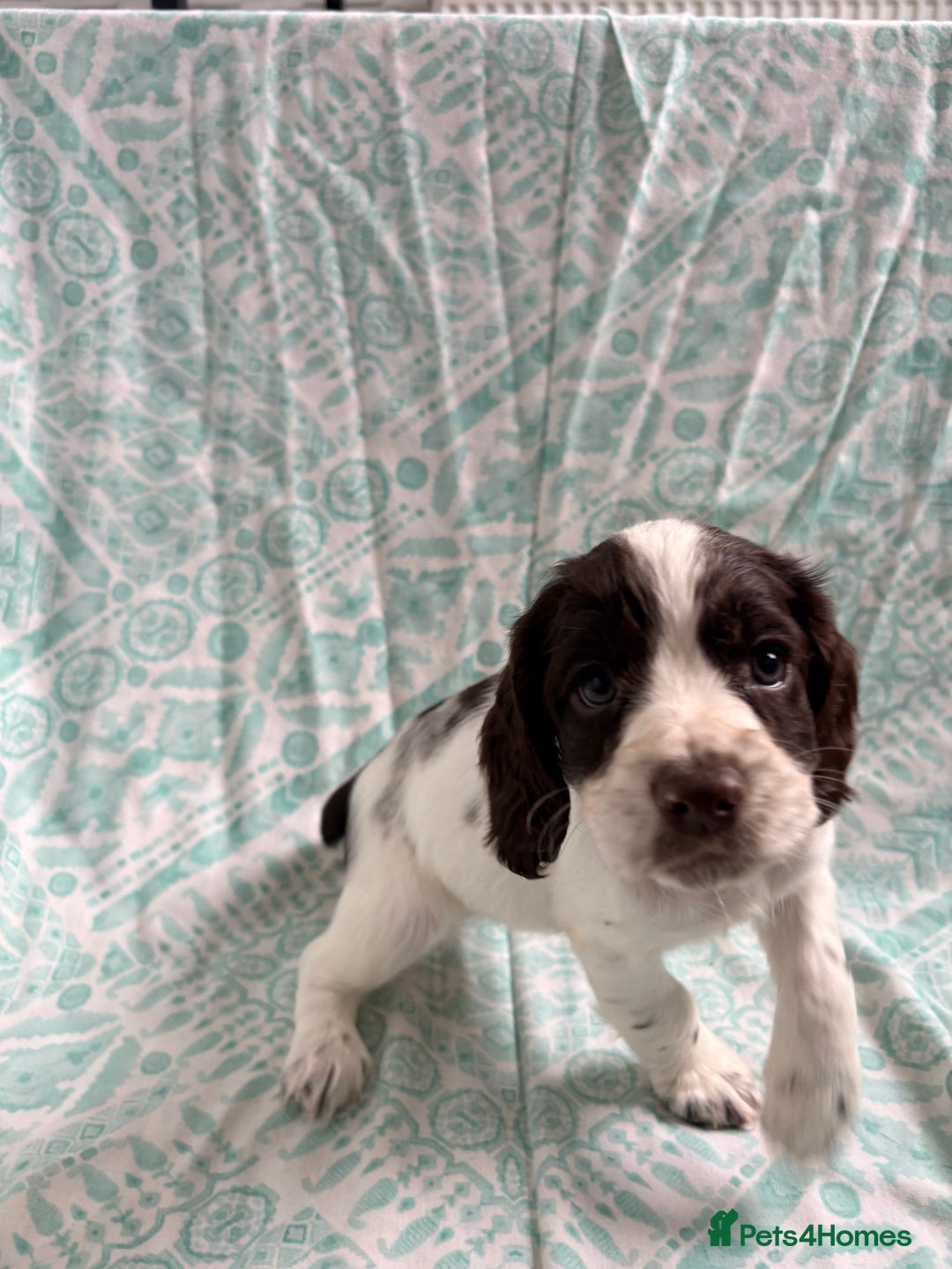 Cocker Spaniel dogs for sale: 2 cocker spaniel puppies for Sale - Advert 10