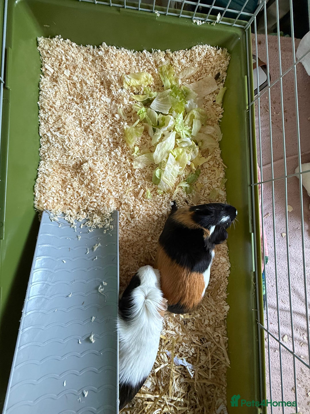 Guinea Pig rodents for sale: Two female guinea pigs  - Image 3