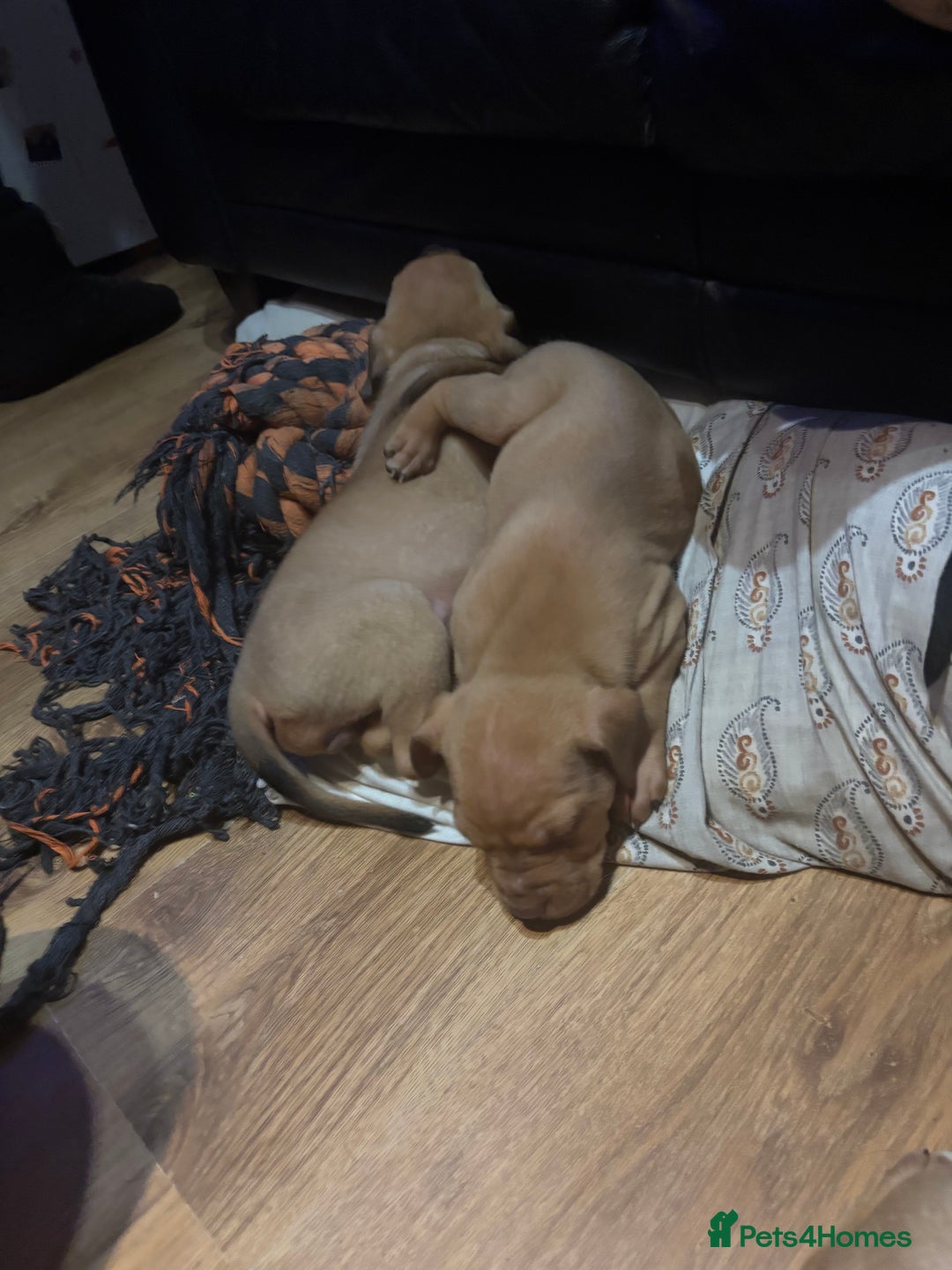 Mixed Breed dogs for sale: mastiffxrottweiler available now last 3 girls left - Advert 14