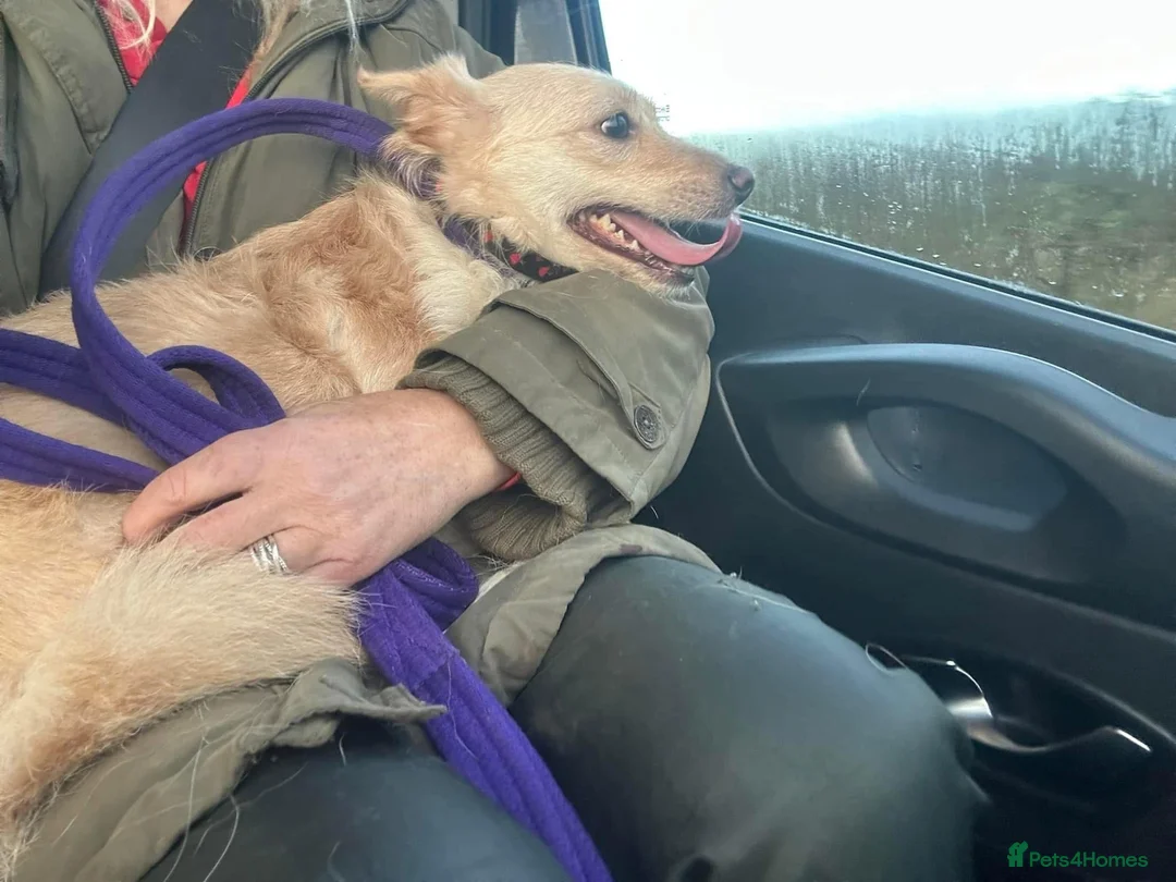 Mixed Breed dogs for adoption: Winnie - Norwich Norfolk  in Norwich - Advert 9