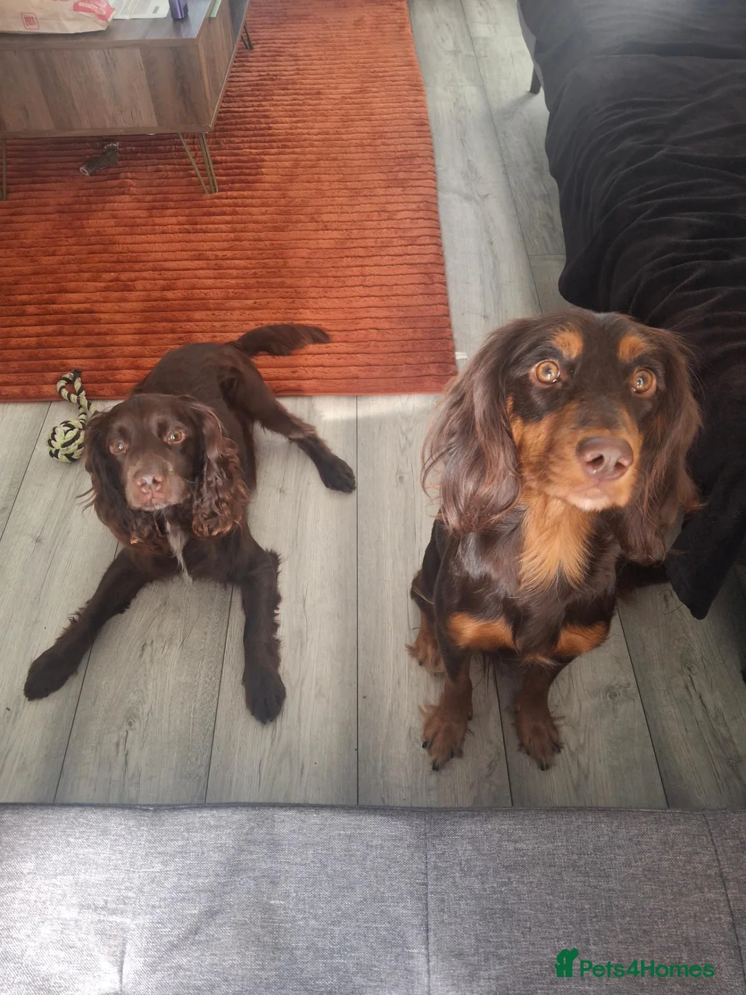 Cocker Spaniel dogs for sale: Cocker spaniel puppies ready now in Houghton le Spring - Advert 2