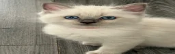 Ragdoll cats for sale: Stunning bluepoint ragdoll kittens  - Advert 4