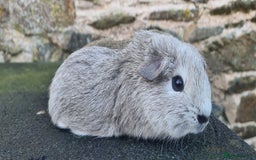 Guinea Pig rodents for sale: Male guinea pigs - Image 4
