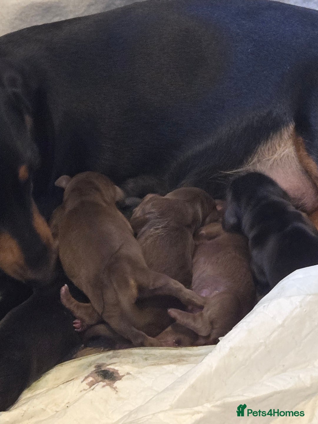 Miniature Dachshund dogs for sale: Miniature dacshund pups for sale - Image 3