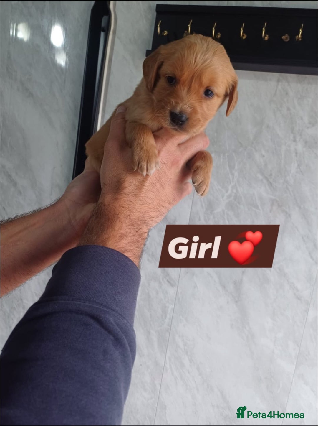 Labrador Retriever dogs for sale: READY TO LEAVE NOW KC registered golden retrievers - Advert 4