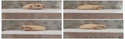 Mini Lop rabbits for sale: Beautiful purebred mini lops  - Advert 10
