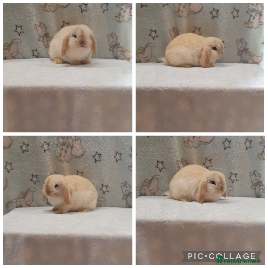Mini Lop rabbits for sale: Beautiful purebred mini lops  - Advert 10
