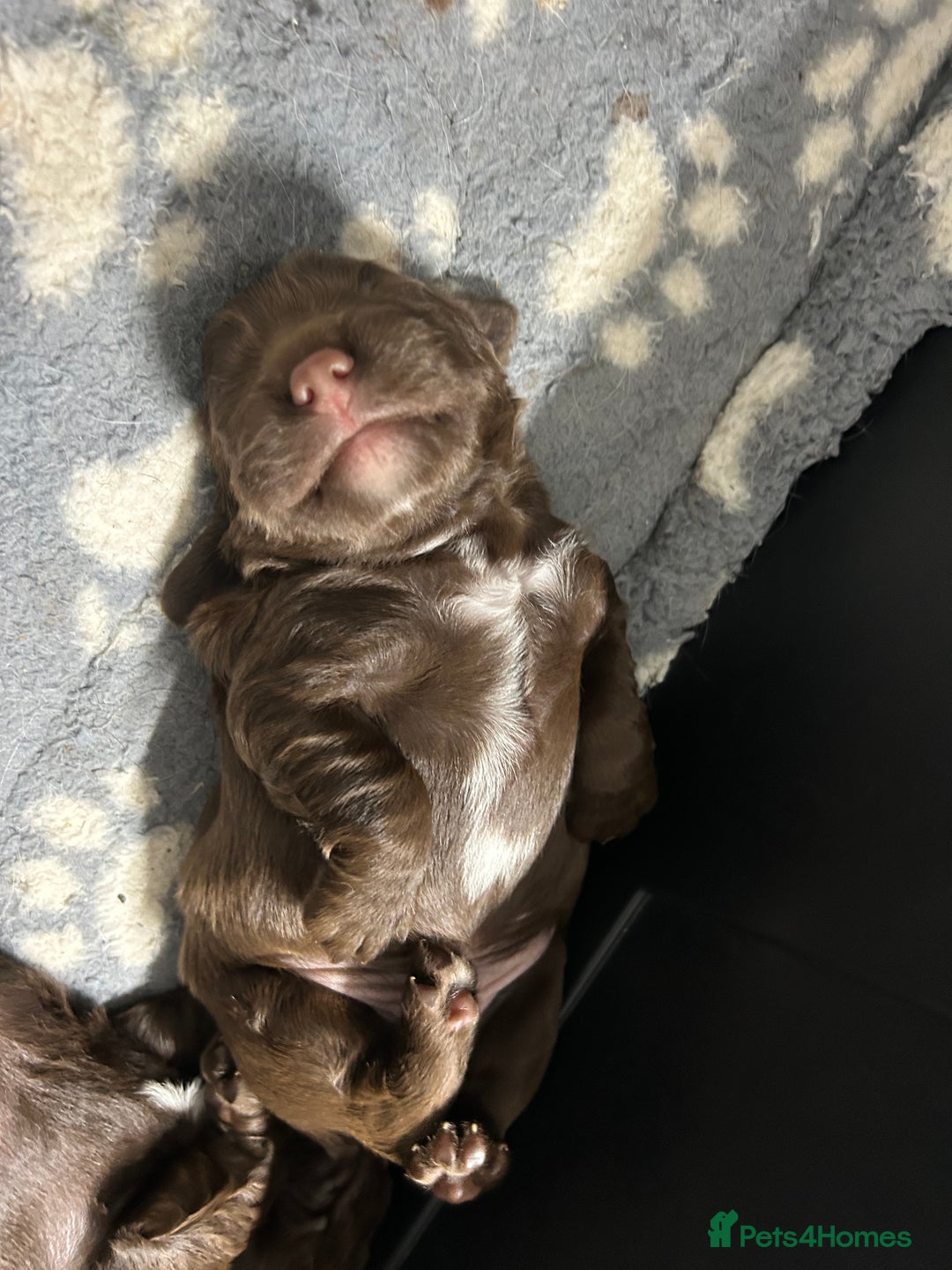 Sprocker dogs for sale: 1 chocolate boy sproker 10 weeks  - Image 14