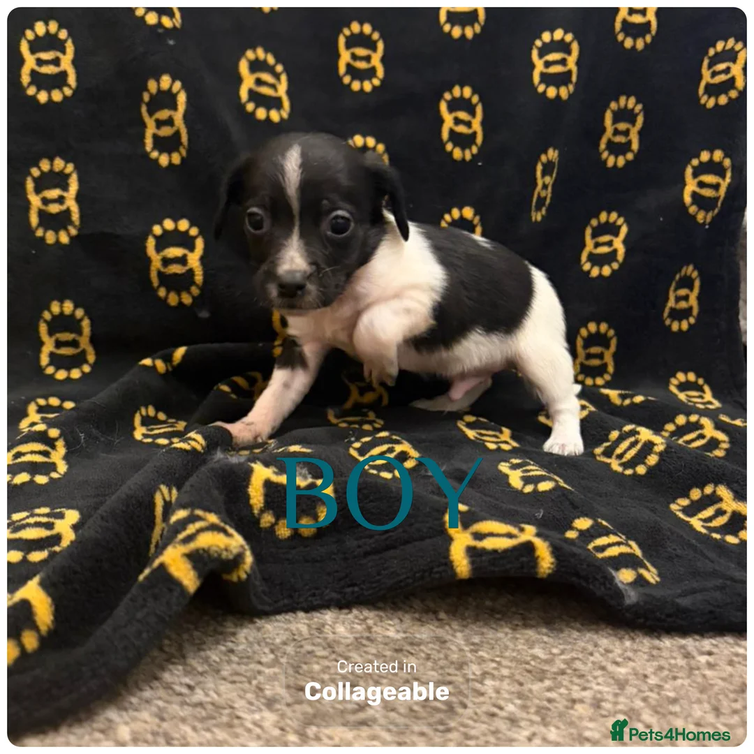 Mixed Breed dogs for sale: Cocker spaniel/ jack russels - Advert 2