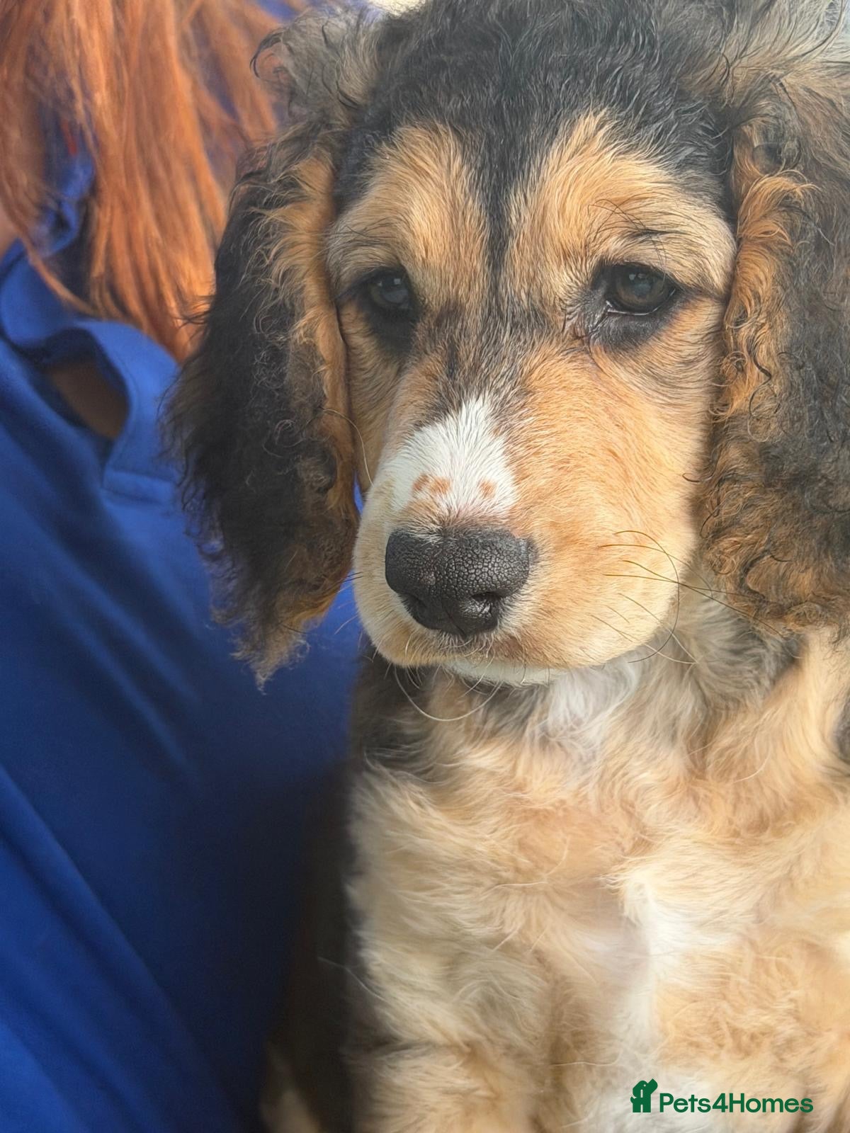 Cockapoo dogs Adorable Cockapoo Puppies! Last 1 remaining!  - Advert 14