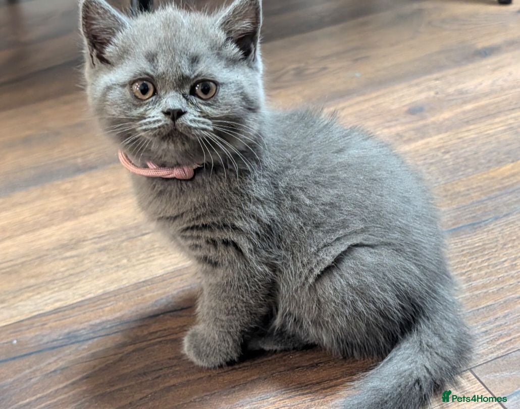 British Shorthair cats Beautiful BSH-kittens-Ready for Their New Homes - Advert 1