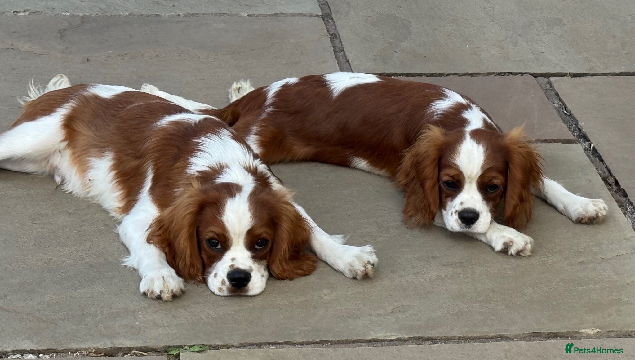 Cavalier King Charles Spaniel dogs Pedigree Cavalier King Charles Spaniel Puppies - Advert 8