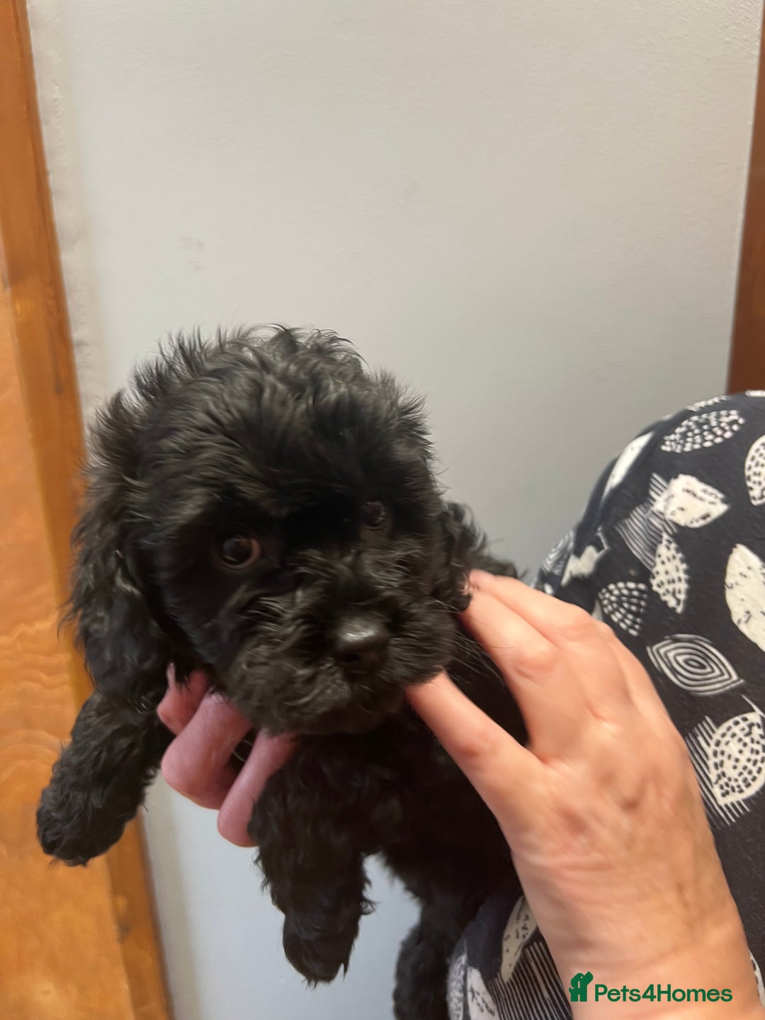 Cavapoo dogs for sale: Cavapoo puppies  - Image 9