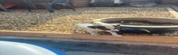 Jack Russell dogs for sale: Jack Russell pups - Advert 6