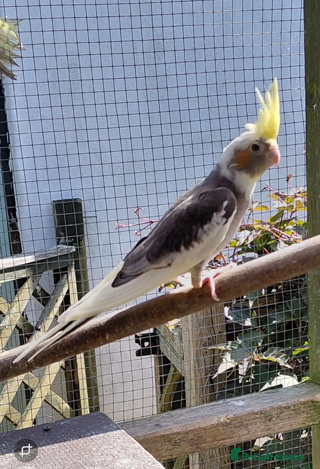 Cockatiels birds for sale: YOUNG COCKATIELS FOR SALE  - Advert 7