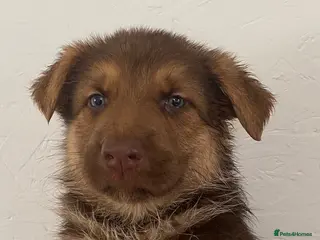 German Shepherd dogs K/C German Shepherd pups - Advert 2