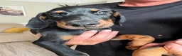 Dobermann dogs for sale: Ready now 1 girl Doberman puppy - Advert 2