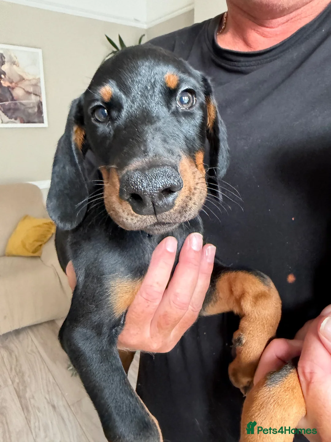 Dobermann dogs for sale: Ready now 1 girl Doberman puppy - Advert 2